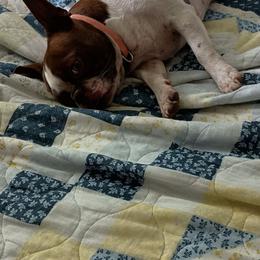 Patty - Boston Terrier