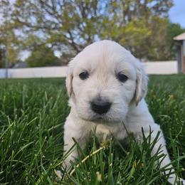 Mr Yellow - Light golden male Golden Retriever puppy in Grand Island, Nebraska from Loseke Family Retrievers