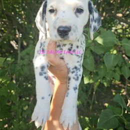 Swedish Fish Purple - White and black female Dalmatian puppy in Conrath, Wisconsin from JSF Dalmatians LLC