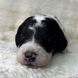 Jersey - Parti male Goldendoodle puppy in Cleveland, Georgia from The O.G. Doodles