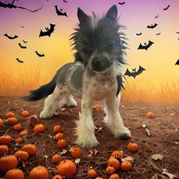 Gidget - Black and white female Chinese Crested puppy in New Haven, West Virginia from EverCrest