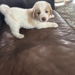 Orange - White and brown female Saint Berdoodle puppy in Walbridge, Ohio from Jeff's St Berdoodles
