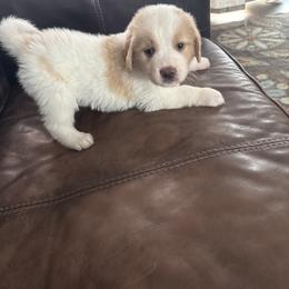 Orange - White and brown female Saint Berdoodle puppy in Walbridge, Ohio from Jeff's St Berdoodles