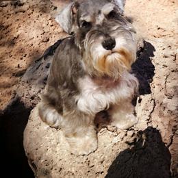 Molly - Miniature Schnauzer
