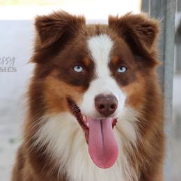 Cartelli - Miniature Australian Shepherd
