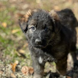 German Shepherd Puppies from StaFra German Shepherd Dogs
