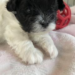 Mal-Shi Puppies from Kelli Hickman