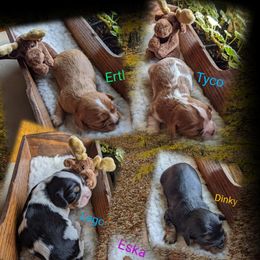 Cavalier King Charles Spaniel Puppies from McMahon's Cavalier King Charles Spaniels