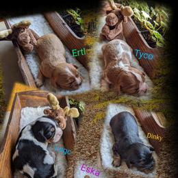Cavalier King Charles Spaniel Puppies from McMahon's Cavalier King Charles Spaniels