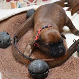 Drago - Wheaten male Soft Coated Wheaten Terrier puppy in Kirksville, Missouri from BellSharps Australian Shepherds
