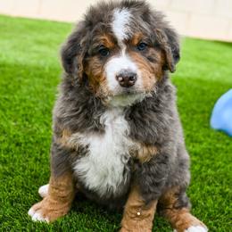 Hercules - Blue merle male Bernedoodle puppy in Tucson, Arizona from Sun Valley Goldendoodles