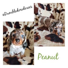 Dachshund Puppies from Dumbledore's AKC Mini Dachshunds