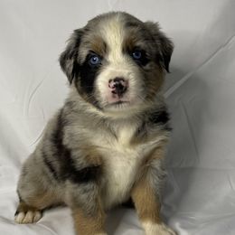 Oliver - Blue merle Australian Shepherd puppy in Quinlan, Texas from Murphy Ranch Australian Shepherds