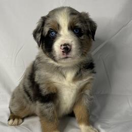 Oliver - Blue merle Australian Shepherd puppy in Quinlan, Texas from Murphy Ranch Australian Shepherds