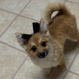 Rosie - Red sable Pomeranian puppy in Syracuse, New York from Rios Pomimo Puppies