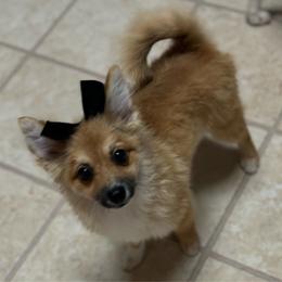 Rosie - Red sable Pomeranian puppy in Syracuse, New York from Rios Pomimo Puppies