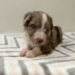 Aussiedoodle, Bordoodle, and Goldendoodle Puppies from Korbella Farm
