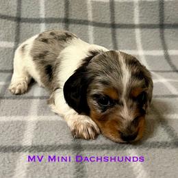 Queen - Dapple female Dachshund puppy in Carlsbad, Texas from MV Mini Dachshunds