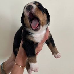 Denver - Black white and tan male Entlebucher Mountain Dog puppy in Poway, California from Mont Blanc