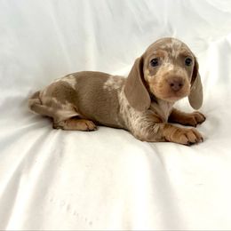 Boy 1 - Dapple male Dachshund puppy in Silver Springs, Florida from DeMarsh's Dachshunds