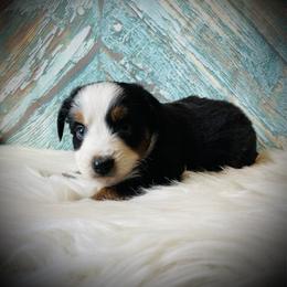 Sammy - male Miniature Australian Shepherd puppy in Opelika, Alabama from Haden’s Mini Aussies