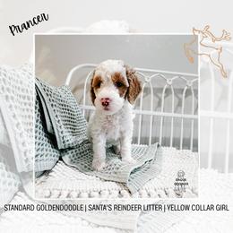 Prancer - Parti female Goldendoodle puppy in Montgomery, Texas from Dacus Doodles