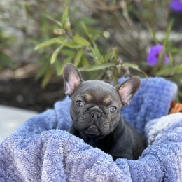 French Bulldog Puppies from Sandy Paws Frenchies LLC