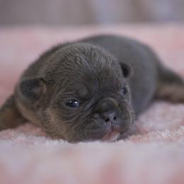 Grape Juice - Blue female French Bulldog puppy in Warsaw, New York from Hillview Kennels