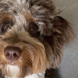Aussiedoodles and Miniature Australian Shepherds from Little Puppy Co.