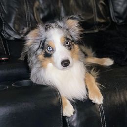 Hooey - Miniature Australian Shepherd
