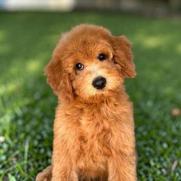 Astrid - Red  female Goldendoodle puppy in Tucson, Arizona from Adored Poodle & Doodles