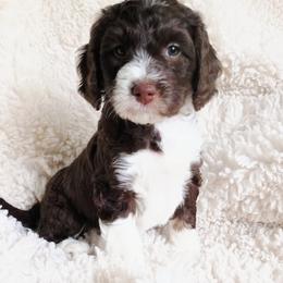 Faith - Brown and white female Bernedoodle puppy in Marion County, Ohio from Hatten Homestead Kennels