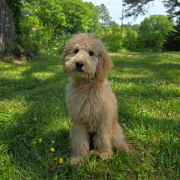 Maxine - Apricot female Goldendoodle puppy in Georgetown, Tennessee from Georgetown Designer & Purebred Puppies