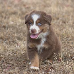 Miniature Australian Shepherd Puppies from MAC's Cirkles 8 Aussies