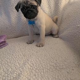 Pug Puppies from Lisa's Pugalicious Pugs