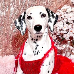 AUTUMN - Dalmatian