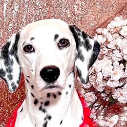 AUTUMN - Dalmatian