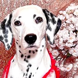 AUTUMN - Dalmatian