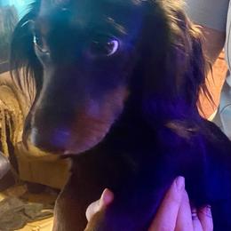 Badger - Dachshund
