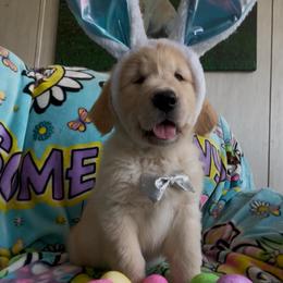 Mr. Black (Prince Aladdin) - Golden male Golden Retriever puppy in Umatilla, Florida from AT Marvelous Kennels (AKA AT Marvelous Pet Services)