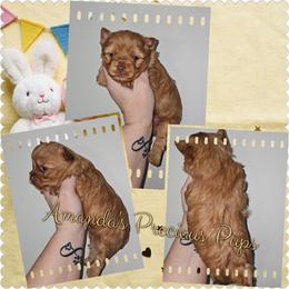 Axel - Tan male Yorkshire Terrier puppy in Wartburg, Tennessee from Amanda's Precious Pups