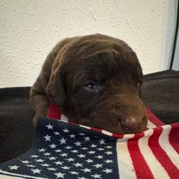 Green - Dark brown female Chesapeake Bay Retriever puppy in Lewiston, Utah from Bellus Chesapeakes