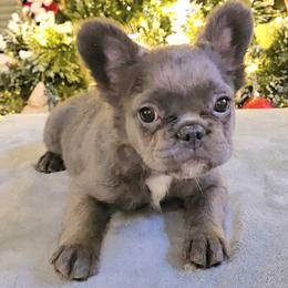 French Bulldog Puppies from Michelle's French Bulldogs