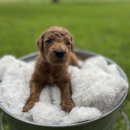 Goldendoodle Puppies from Tejas Doodles