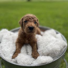 Goldendoodle Puppies from Tejas Doodles