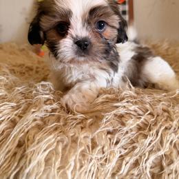 Gray Boy - Gold and white male Shih Tzu puppy in Hibbing, Minnesota from Iron Range Shih Tzu and Puppies