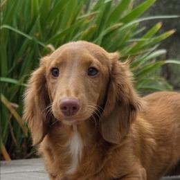Azalea - Dachshund