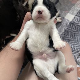 English Springer Spaniel Puppies from Divine Springers