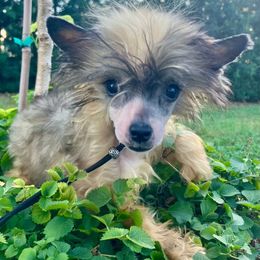 Shrimp - Chinese Crested puppy from Halcyon Chinese Cresteds