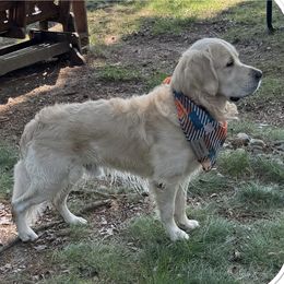 Bear - Golden Retriever